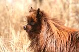 SPITZ ALLEMAND 506